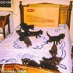 Opal Schimmel Profile Picture