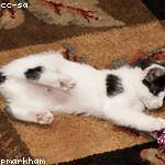 Lysanne Kunze Profile Picture
