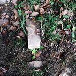 Ashleigh Zboncak Profile Picture