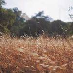 Benny Medhurst Profile Picture
